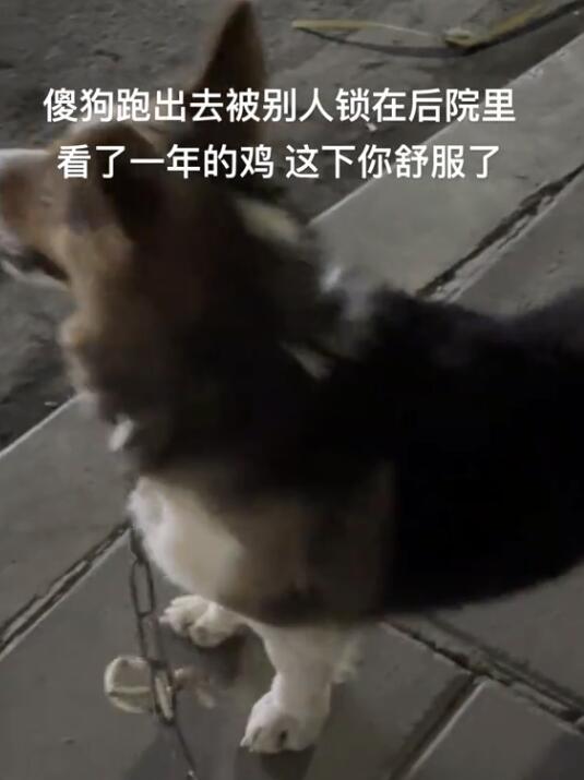 柯基跑丢后被人关鸡棚看了一年鸡