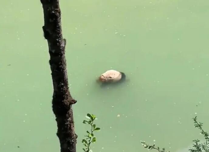 四川溺亡大熊猫身体无明显外伤