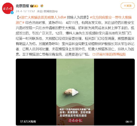 四川溺亡大熊猫身体无明显外伤 排除人为因素