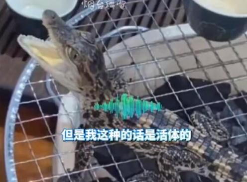 男子养2条活体mini鳄鱼当茶宠